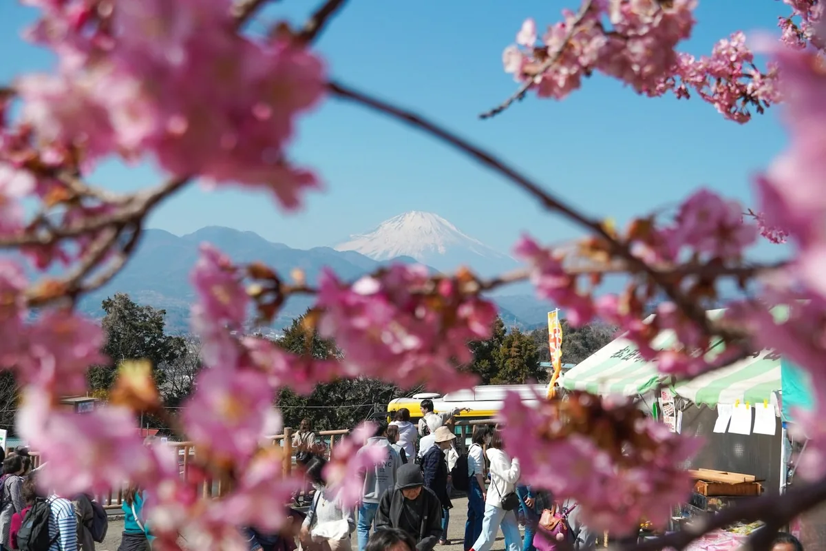 早咲きの桜と屋台のテント、山並み（イメージ）